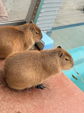 竹島水族館に投稿された画像（2026/4/4）