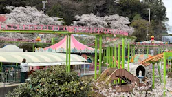 別府ケーブルラクテンチに投稿された画像（2026/4/4）