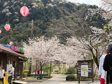 別府ケーブルラクテンチに投稿された画像（2026/4/4）