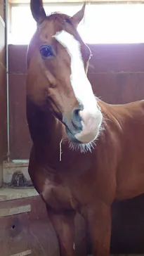 ノーザンホースパークに投稿された画像（2026/4/4）