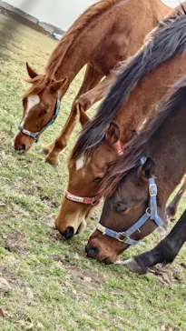 ノーザンホースパークに投稿された画像（2026/4/4）