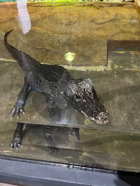 熱川バナナワニ園に投稿された画像（2026/4/4）