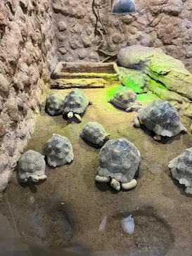 熱川バナナワニ園に投稿された画像（2026/4/4）