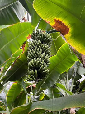 熱川バナナワニ園に投稿された画像（2026/4/4）