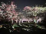 二条城2026 SAKURA NIGHTSに投稿された画像（2026/4/4）