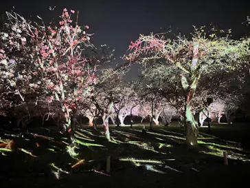 二条城2026 SAKURA NIGHTSに投稿された画像（2026/4/4）