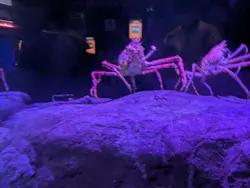 横浜・八景島シーパラダイス　プレジャーランドに投稿された画像（2026/4/4）