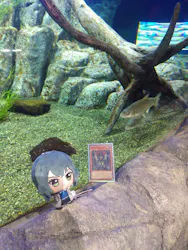 サケのふるさと 千歳水族館に投稿された画像（2026/4/4）