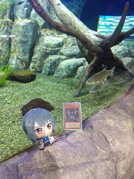 サケのふるさと 千歳水族館に投稿された画像（2026/4/4）