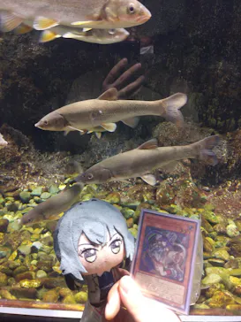 サケのふるさと 千歳水族館に投稿された画像（2026/4/4）