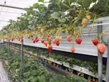 甘熟いちごや燦燦園に投稿された画像（2026/4/4）