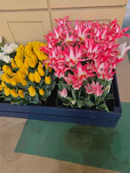 レオマリゾートに投稿された画像（2026/4/4）