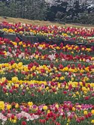 レオマリゾートに投稿された画像（2026/4/4）