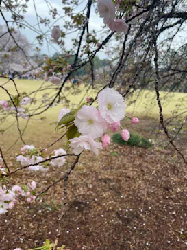 新宿御苑に投稿された画像（2026/4/4）