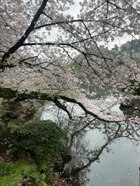 新宿御苑に投稿された画像（2026/4/4）