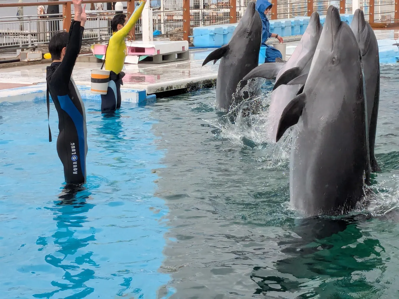 横浜・八景島シーパラダイスの口コミ ｜イルカと泳ぐプログラム、まだ