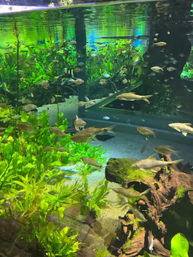 カワスイ 川崎⽔族館に投稿された画像（2026/4/4）