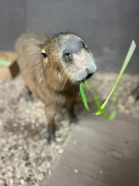 カワスイ 川崎⽔族館に投稿された画像（2026/4/4）