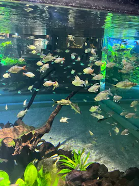 カワスイ 川崎⽔族館に投稿された画像（2026/4/4）