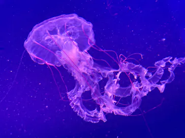 新江ノ島水族館に投稿された画像（2026/4/4）