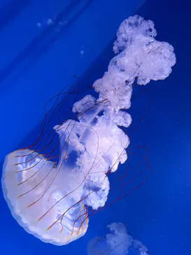 新江ノ島水族館に投稿された画像（2026/4/4）