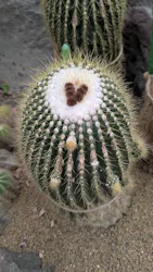 伊豆シャボテン動物公園に投稿された画像（2026/4/4）