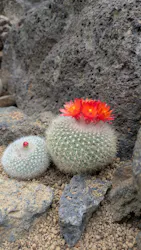 伊豆シャボテン動物公園に投稿された画像（2026/4/4）