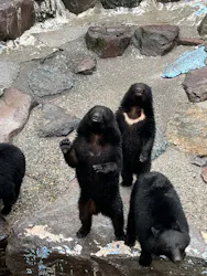 奥飛騨クマ牧場に投稿された画像（2026/4/4）