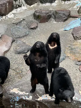 奥飛騨クマ牧場に投稿された画像（2026/4/4）