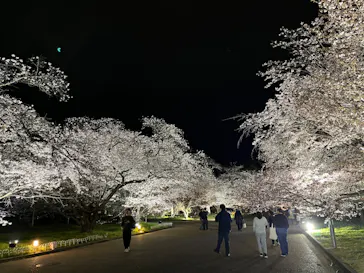 京都府立植物園　LIGHT CYCLES KYOTOに投稿された画像（2026/4/4）