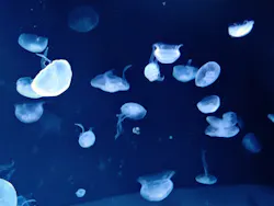 サンシャイン水族館に投稿された画像（2026/4/4）