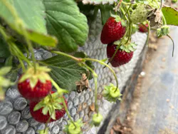 上泉農園に投稿された画像（2026/4/4）