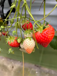 上泉農園に投稿された画像（2026/4/4）