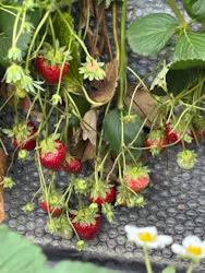 上泉農園に投稿された画像（2026/4/4）