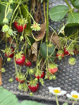 上泉農園に投稿された画像（2026/4/4）