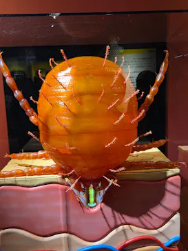 特別展「超危険生物展　科学で挑む生き物の本気」に投稿された画像（2026/4/4）