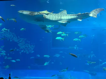 沖縄美ら海水族館に投稿された画像（2026/4/4）