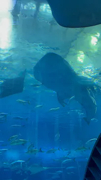 沖縄美ら海水族館に投稿された画像（2026/4/4）