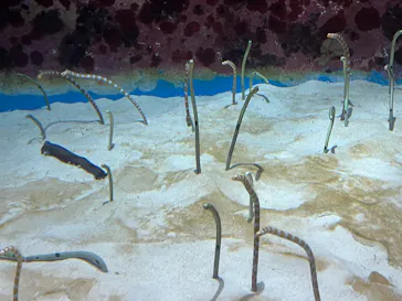 沖縄美ら海水族館に投稿された画像（2026/4/4）