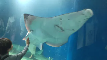 マクセル アクアパーク品川に投稿された画像（2026/4/4）