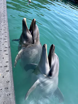 太地町立くじらの博物館に投稿された画像（2026/4/4）