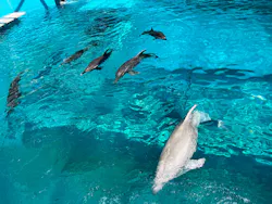 太地町立くじらの博物館に投稿された画像（2026/4/4）