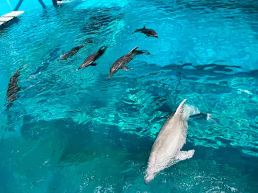 太地町立くじらの博物館に投稿された画像（2026/4/4）