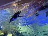 すみだ水族館に投稿された画像（2026/4/4）