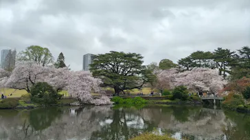 新宿御苑に投稿された画像（2026/4/4）
