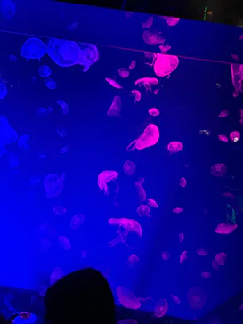 名古屋港水族館に投稿された画像（2026/4/4）