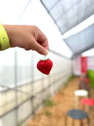 ICHIGOHOUSE.MITAKAに投稿された画像（2026/4/4）