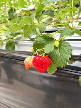 ICHIGOHOUSE.MITAKAに投稿された画像（2026/4/4）