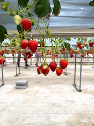 ICHIGOHOUSE.MITAKAに投稿された画像（2026/4/4）