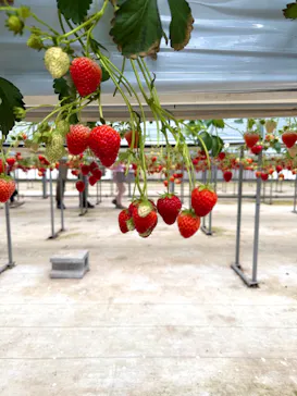 ICHIGOHOUSE.MITAKAに投稿された画像（2026/4/4）